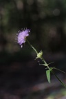 Knautia dipsacifolia, Knautie à feuilles de cardère