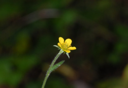 Geum urbanum, Benoîte commune