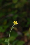 Geum urbanum, Benoîte commune