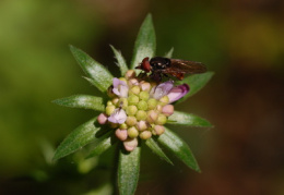 Knautia dipsacifolia, Knautie à feuilles de cardère