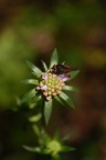 Knautia dipsacifolia, Knautie à feuilles de cardère