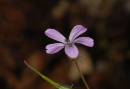 Geranium robertianum, Geranium herbe à Robert