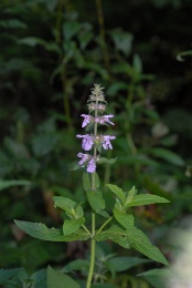 Stachys palustris, Épiaire des marais
