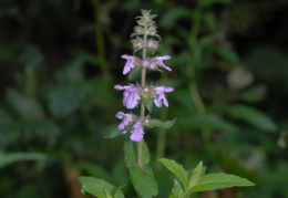 Stachys palustris, Épiaire des marais