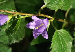 Campanula trachelium, Campanule gantelée