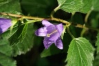 Campanula trachelium, Campanule gantelée