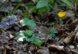 Ranunculus serpens, Renoncule serpent