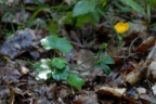 Ranunculus serpens, Renoncule serpent