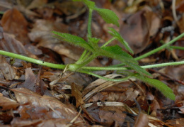 Ranunculus serpens, Renoncule serpent