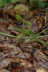 Ranunculus serpens, Renoncule serpent