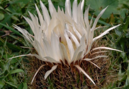 Carlina acaulis subsp. caulescens, Carline blanche