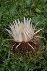 Carlina acaulis subsp. caulescens, Carline blanche