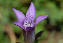 Gentiana germanica, Gentiane d'Allemagne