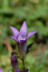 Gentiana germanica, Gentiane d'Allemagne