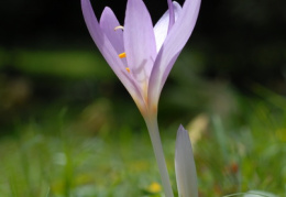 Colchicum autumnale, Colchique d'automne