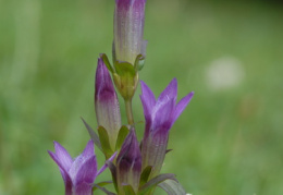 Gentiana germanica, Gentiane d'Allemagne