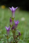 Gentiana germanica, Gentiane d'Allemagne