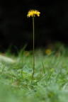 Leontodon hispidus, Liondent hispide