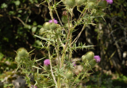 Cirsium vulgare, Cirse commun