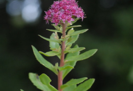 Sedum telephium, Orpin reprise