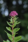 Sedum telephium, Orpin reprise