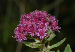 Sedum telephium, Orpin reprise