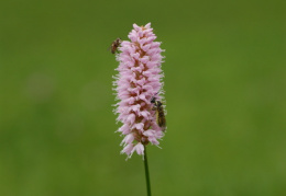 Polygonum bistorta, Renouée bistorte