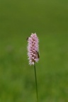 Polygonum bistorta, Renouée bistorte