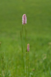 Polygonum bistorta, Renouée bistorte