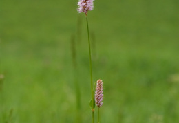 Polygonum bistorta, Renouée bistorte