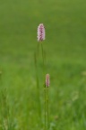 Polygonum bistorta, Renouée bistorte