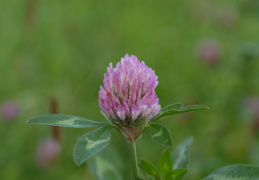 Trifolium pratense, Trèfle des prés