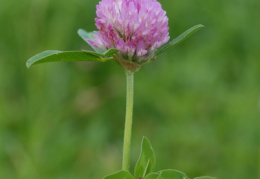 Trifolium pratense, Trèfle des prés