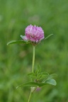 Trifolium pratense, Trèfle des prés