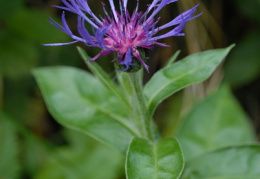 Centaurea montana, Centaurée des montagnes