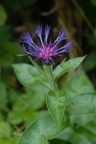 Centaurea montana, Centaurée des montagnes