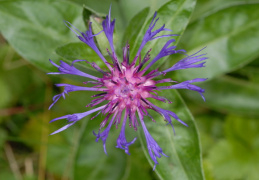 Centaurea montana, Centaurée des montagnes