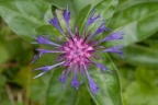 Centaurea montana, Centaurée des montagnes