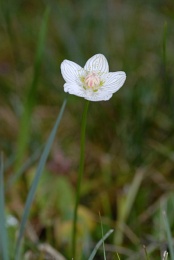 Parnassia palustris, Parnassie des marais