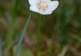 Parnassia palustris, Parnassie des marais