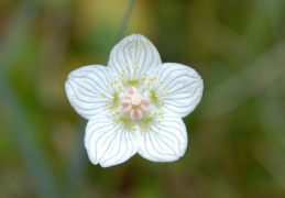 Parnassia palustris, Parnassie des marais