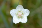 Parnassia palustris, Parnassie des marais