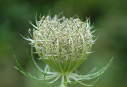 Daucus carota, Carotte sauvage