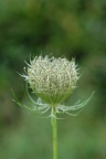 Daucus carota, Carotte sauvage