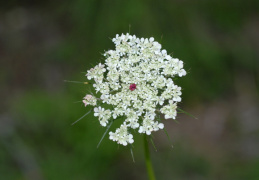 Daucus carota, Carotte sauvage