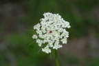 Daucus carota, Carotte sauvage