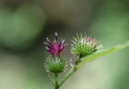 Arctium minus, Bardane à petits capitules