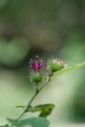 Arctium minus, Bardane à petits capitules