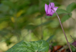 Cyclamen purpurascens, Cyclamen pourpre