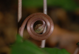 Cyclamen purpurascens, Cyclamen pourpre